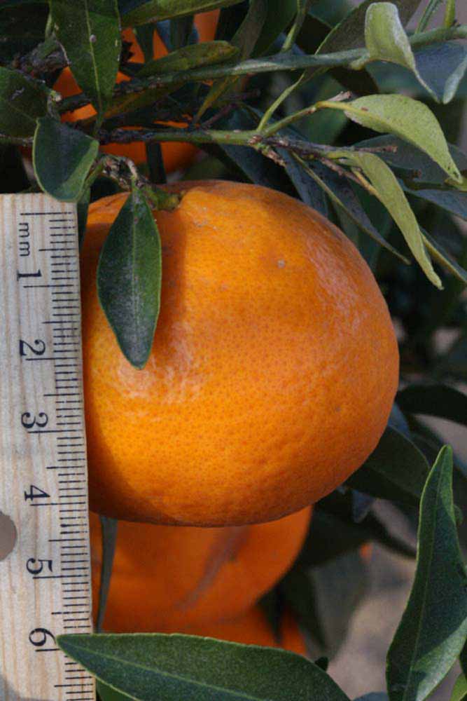              Fruit (Riverside, CA)       